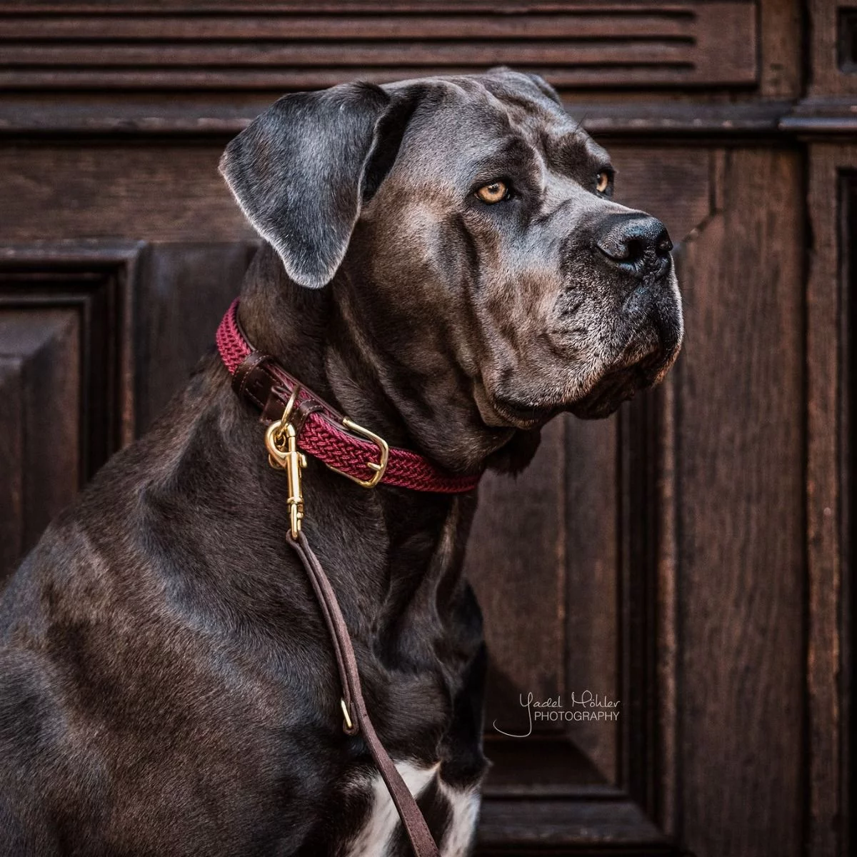 Kentucky Dogwear Plaited Dog Collars